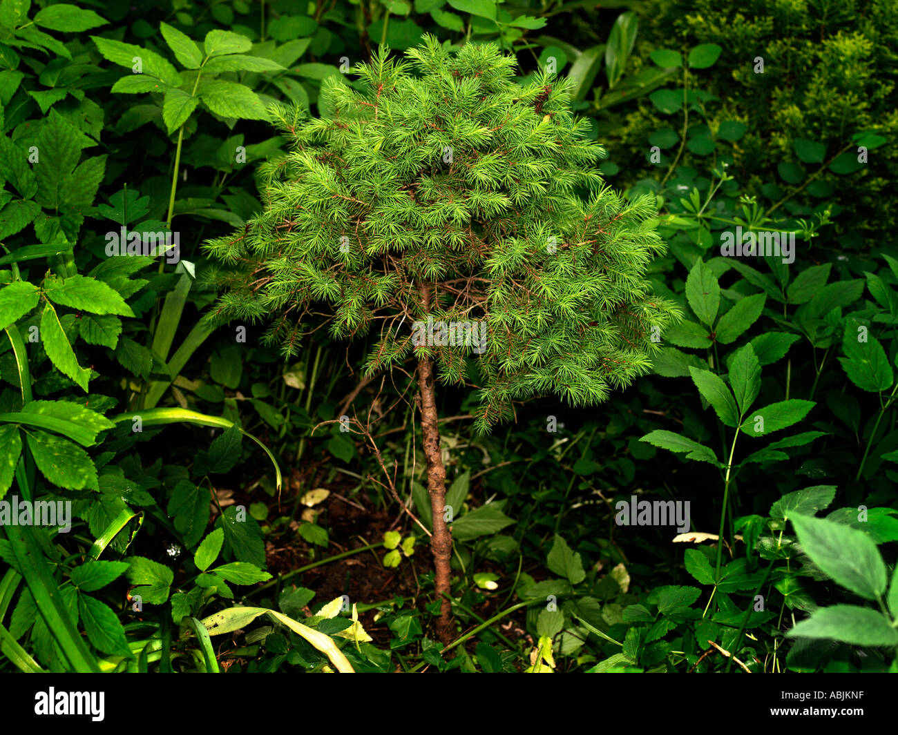New Pine Tree Stock Photo - Alamy