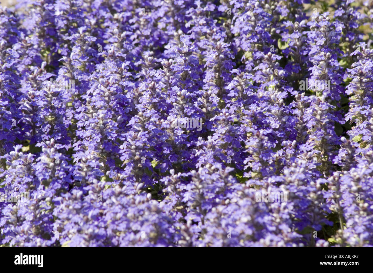 Carpet of violet flowers of Lamiaceae Ajuga reptans Veriegata Stock Photo