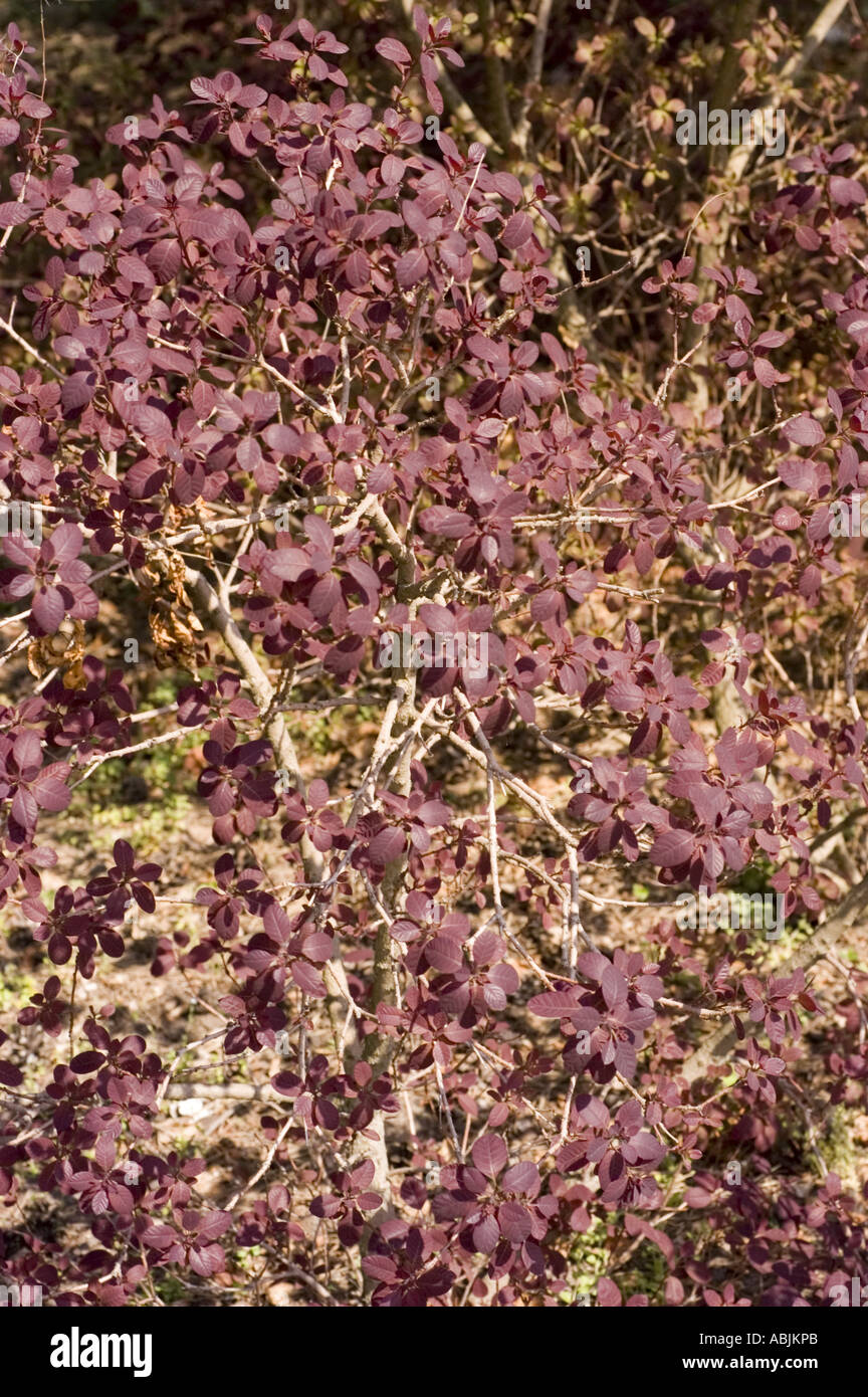 Cotinus coggygria smoketree anacardiaceae hi-res stock photography and ...