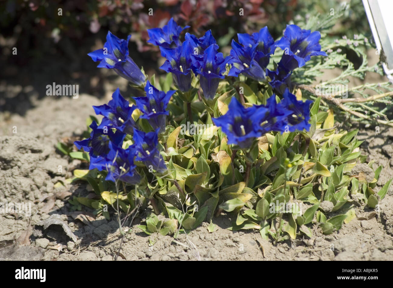 Violet De Gentiana Pe Par Brunet Violet flowers of Stemless gentian Gentianaceae Gentiana acaulis Stock