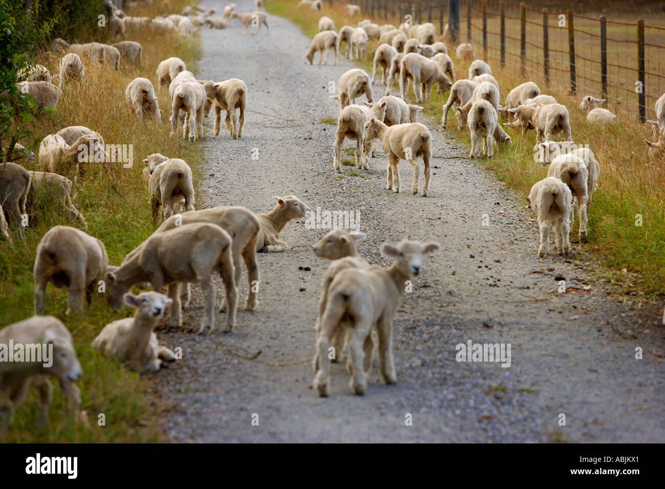 sheep in New Zealand Stock Photo Alamy