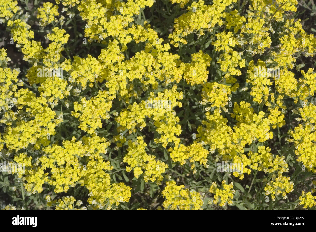 Plenty of small yellow flowers Brassicaceae Alyssum wulfenianum Stock Photo