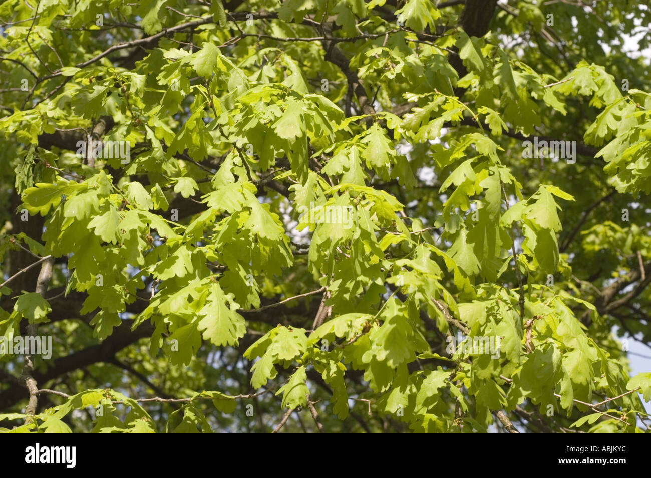 Sugar Maple tree Aceraceae Acer saccharum Canada USA Stock Photo Alamy