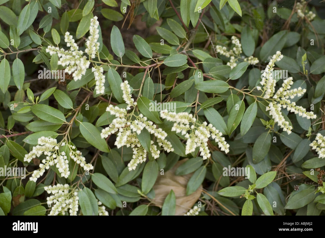 White flowers of Mountain pieris Ericaceae Pieris floribunda USA Canada Stock Photo
