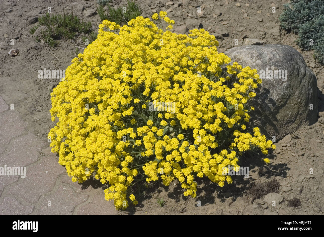 Yellow flowers of alpine rockcress Brassicaceae Alyssum wulfenianum Stock Photo