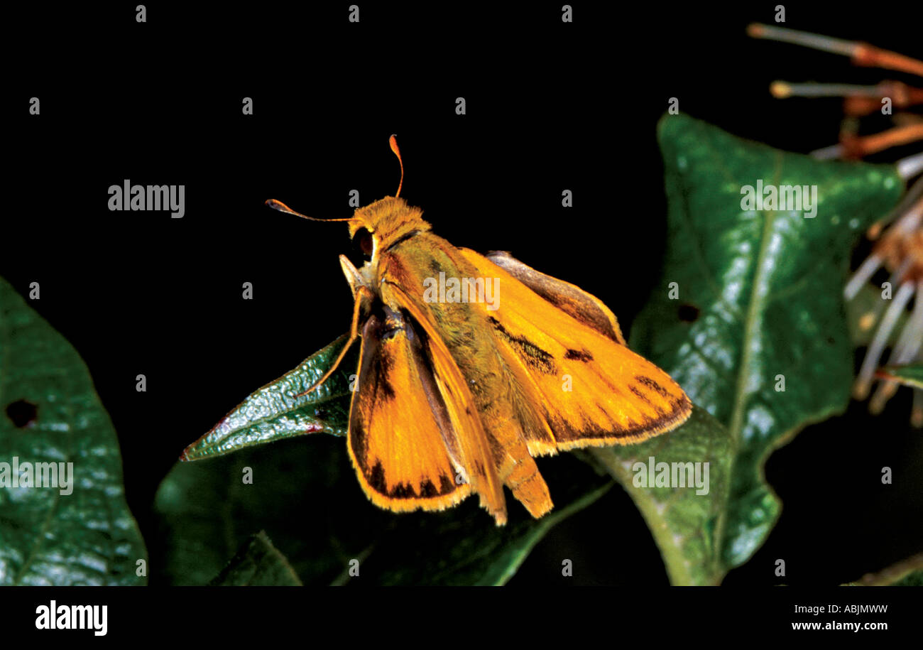 Fiery Skipper Hylephila phyleus Cove Lake south of Paris ARKANSAS USA