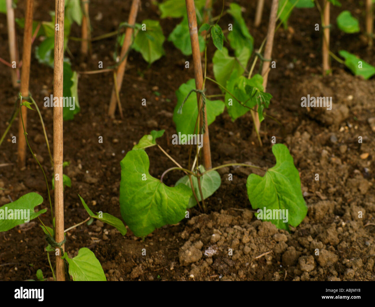 Young Bean Plants Growing in Soil Stock Photo Alamy