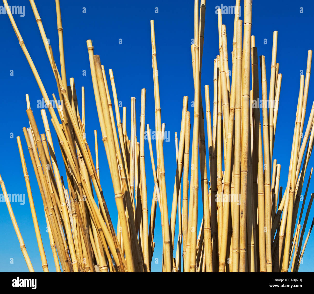 Bamboo Stalks High Resolution Stock Photography and Images Alamy