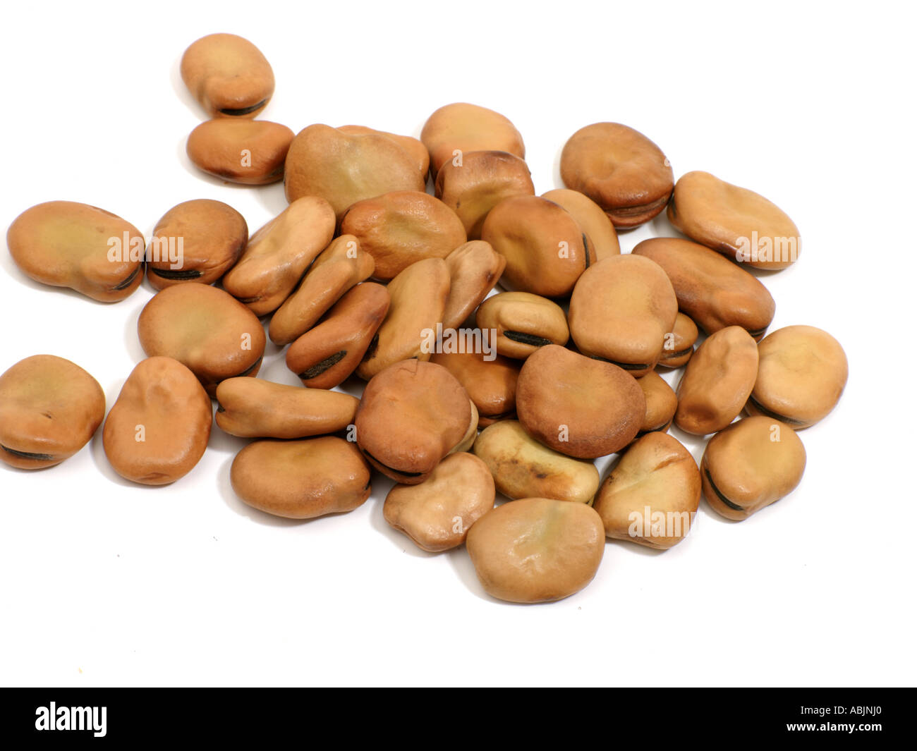 Broad Bean Seed Stock Photo Alamy
