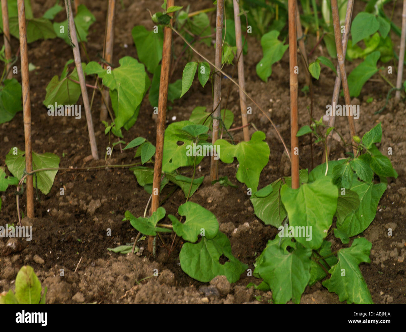 Runner Beans Growing Stock Photo Alamy
