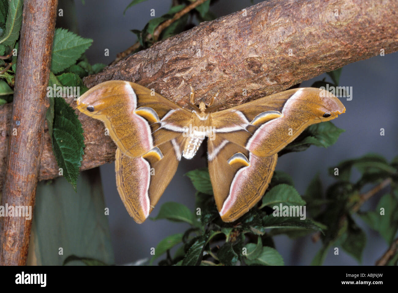 Ailanthus Silkmoth Samia cynthia Chicago Illinois United States June CAPTIVE Stock Photo