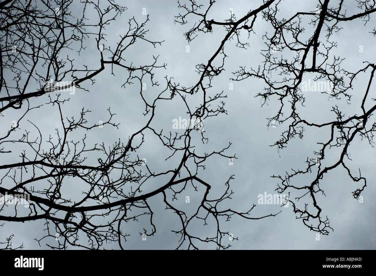 Tree Branches Stock Photo