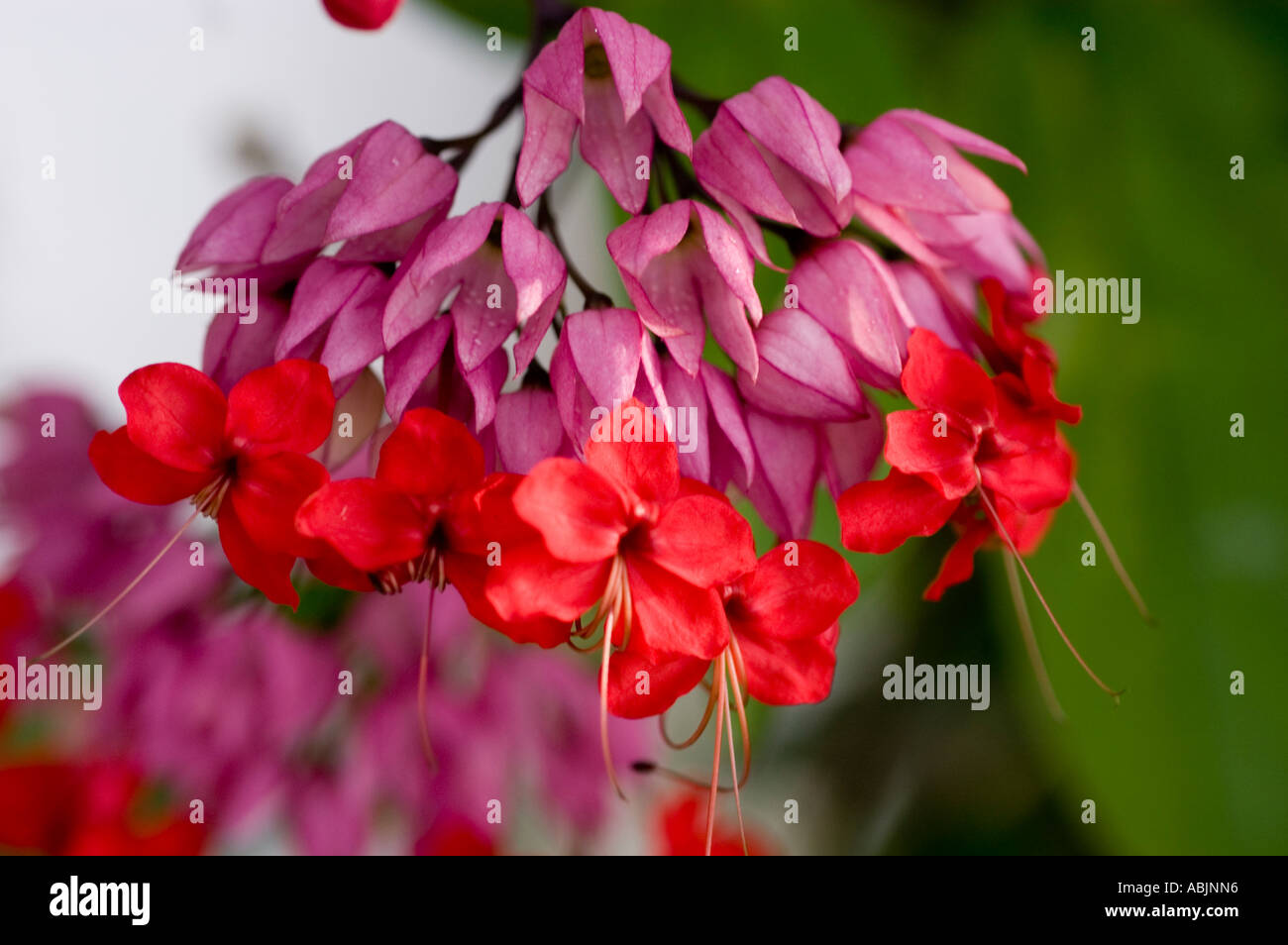Pink red flowers of bagflower Verbenaceae Clerodendrum thompsoniae Stock Photo
