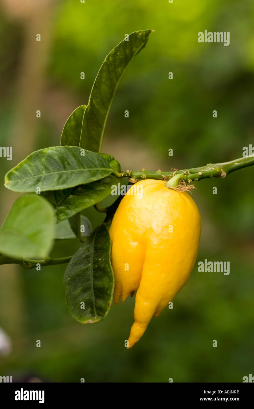Close-up of a yellow citron fruit of medicinal plant Citron Medica Sarcodactylis Buddha Hand hanging on a branch with green leaves. Stock Photo