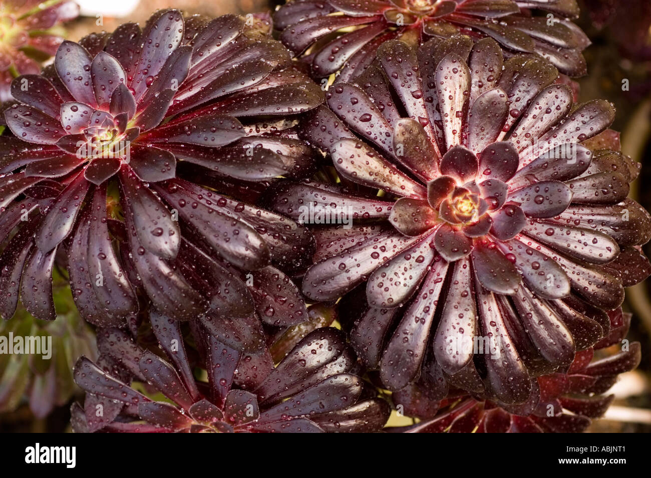 Common name Purple Rose Tree Latin name Aeonium Arboreum Atropurpureum ...