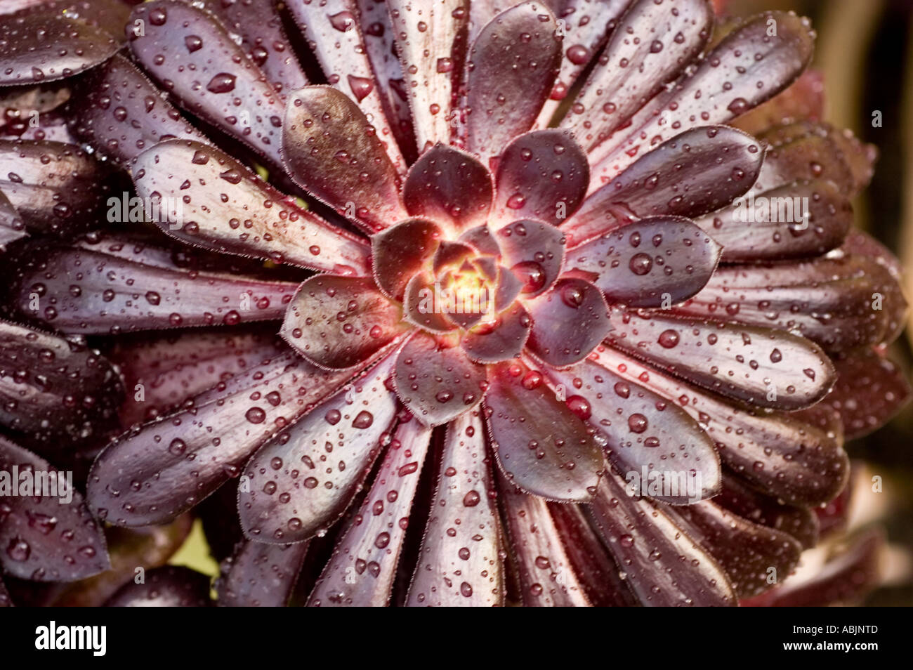 Common name Purple Rose Tree Latin name Aeonium Arboreum Atropurpureum ...