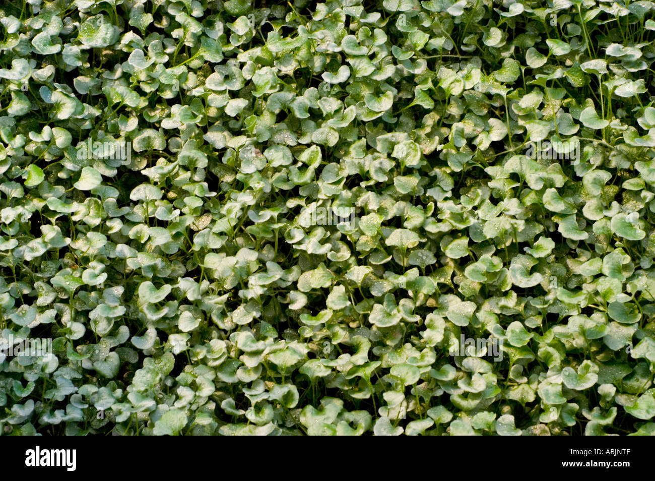 Convolvulaceae Kidney Weed or Kidneyweed Dichondra Micrantha Silver Fall Stock Photo