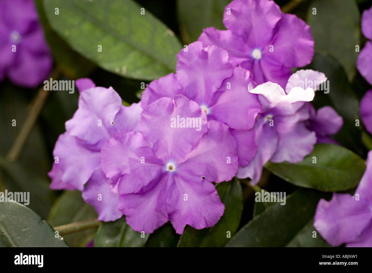 Violet flower common name Yesterday Today and Tomorrow flower latin name Brunfelsia pauciflora var calycina Stock Photo