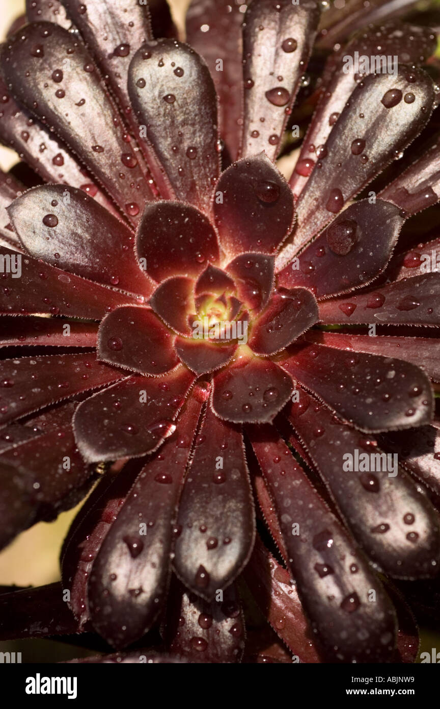 Common name Purple Rose Tree Latin name Aeonium Arboreum Atropurpureum ...