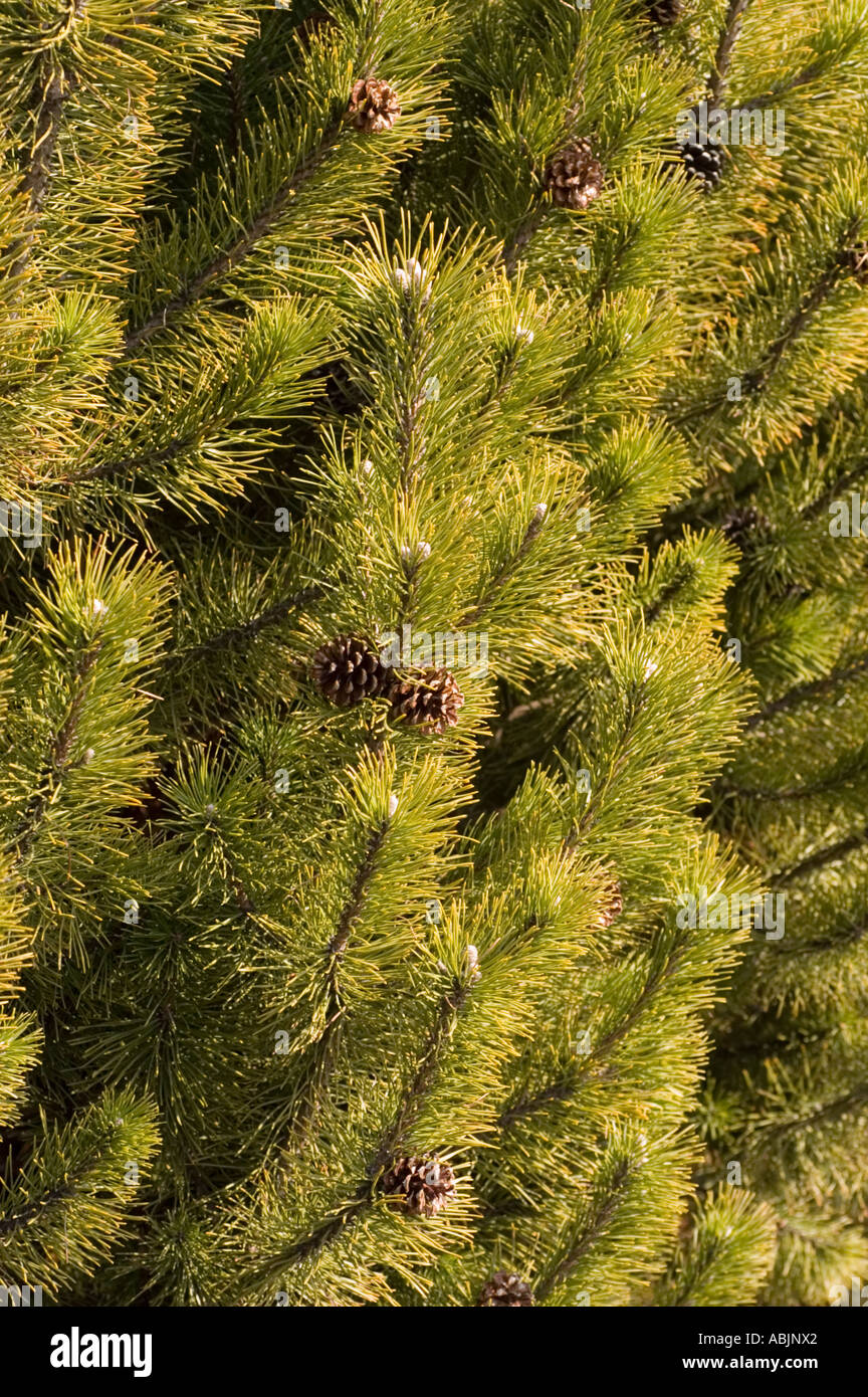Close up of Swiss Mountain Pine Mugo Pine Pinaceae Pinus Mugo Stock Photo