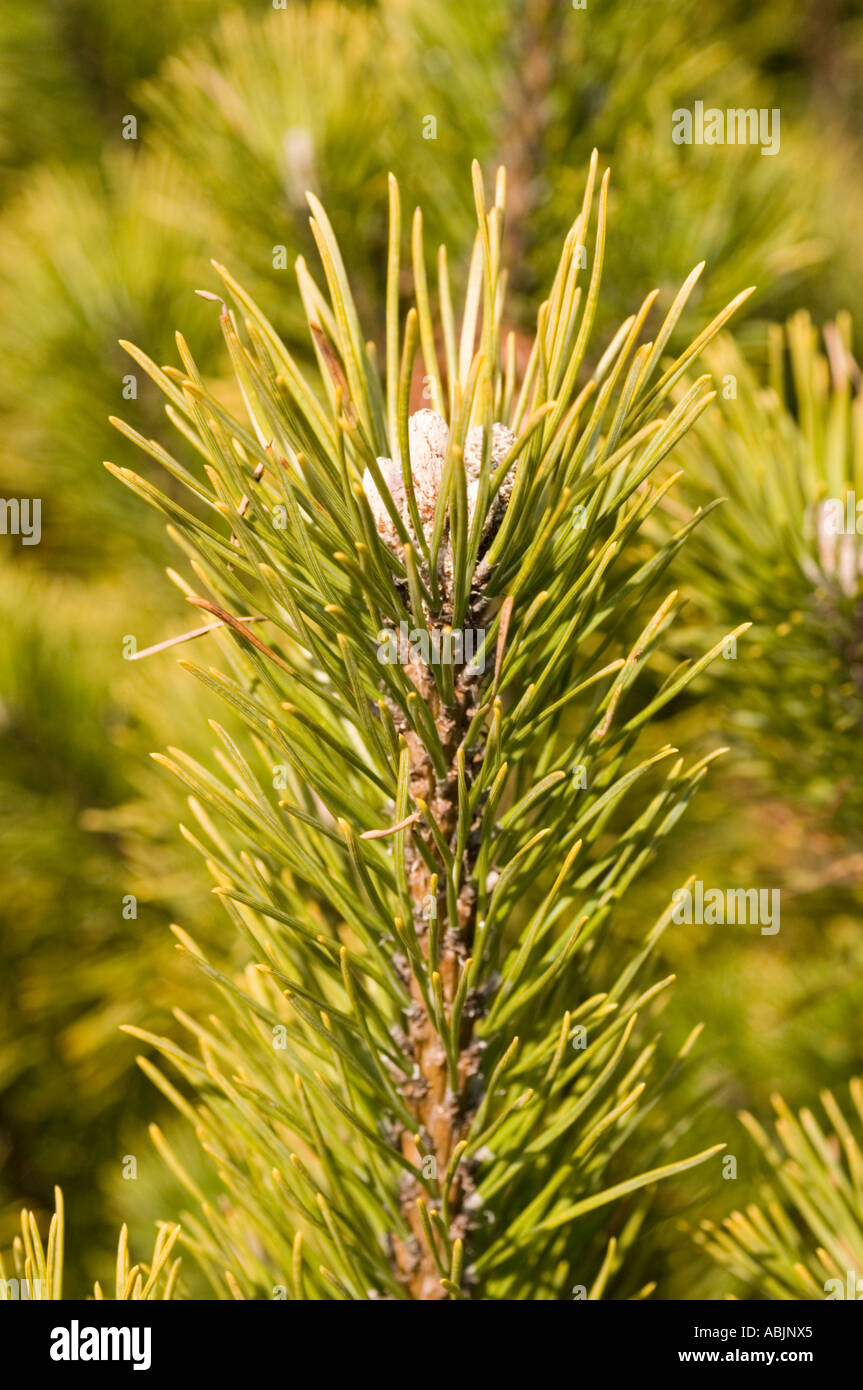 Close up of Swiss Mountain Pine Mugo Pine Pinaceae Pinus Mugo Stock Photo