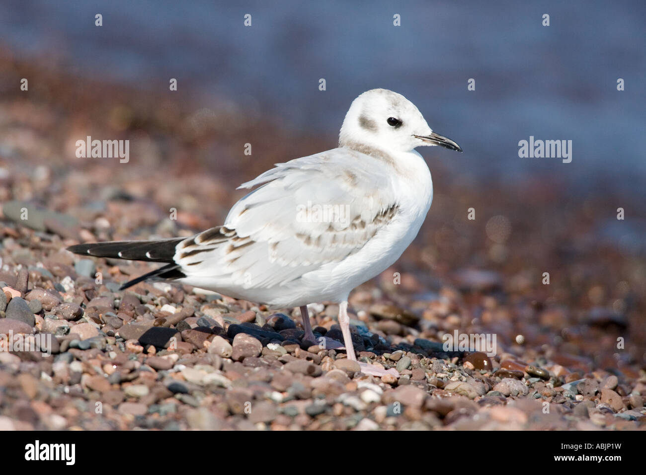 A first winter Bonaparte's Gull stands on the rocky shore of Lake Superior in Duluth, Minnesota. Stock Photo