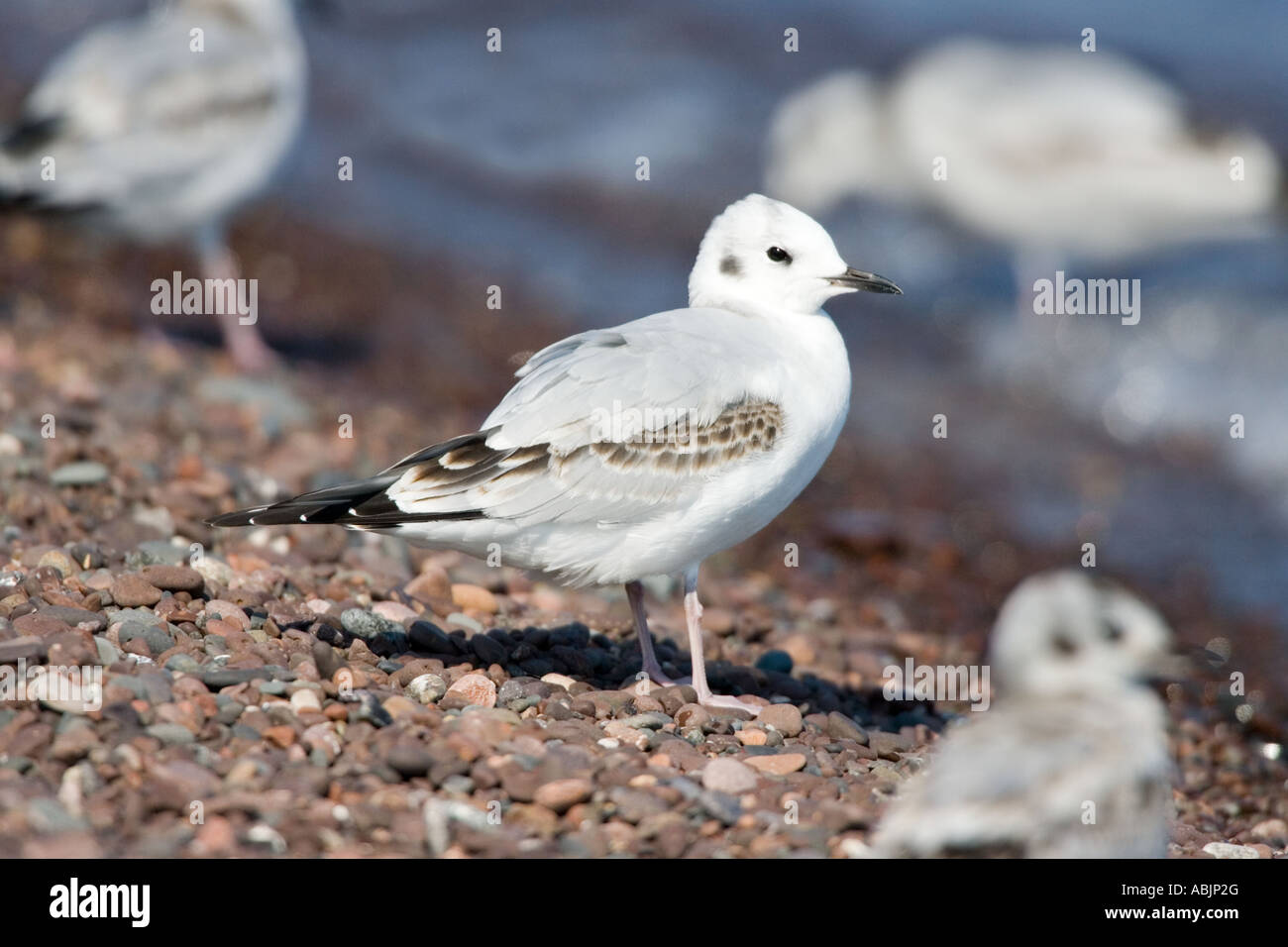 A first winter Bonaparte's Gull stands among others on the rocky shore of Lake Superior in Duluth, Minnesota. Stock Photo
