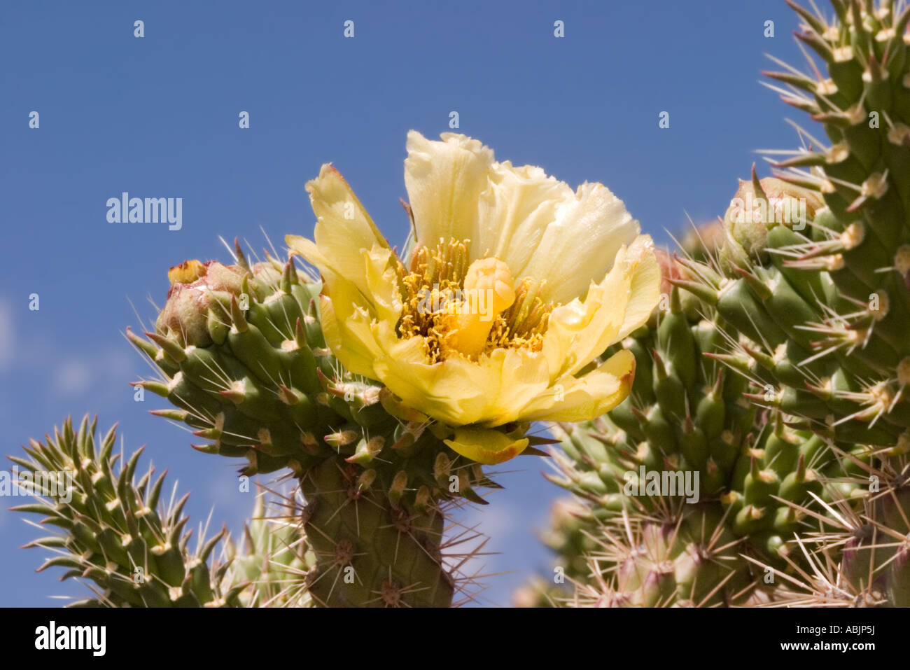 Cane Cholla Cylindropuntia spinosior Tucson Pima County Arizona United States 25 April Flower Cactaceae Stock Photo