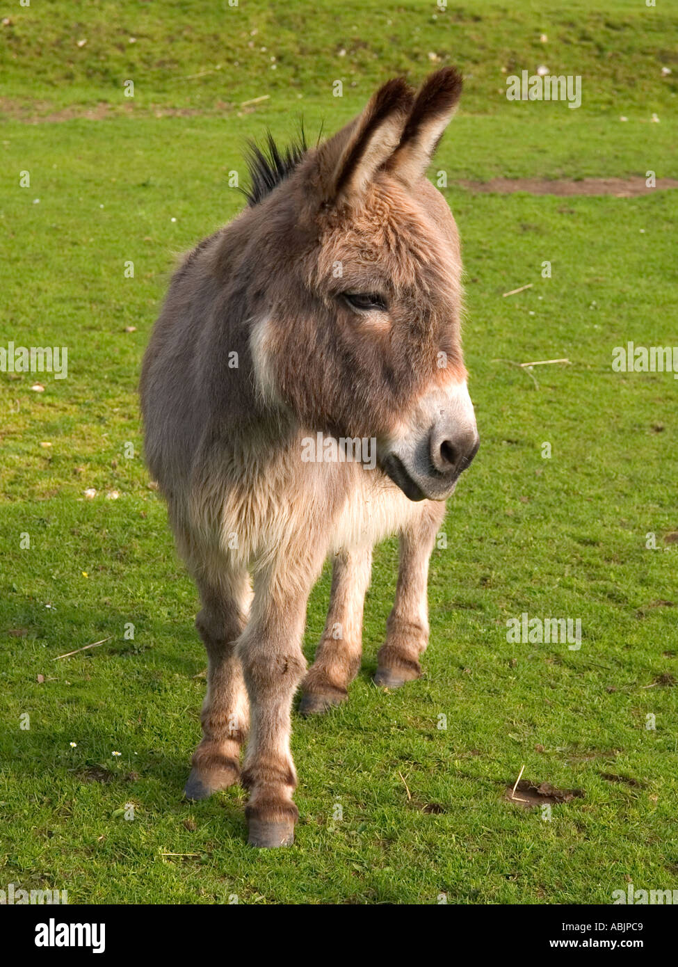 Donkey at grass Hampshire England Stock Photo Alamy