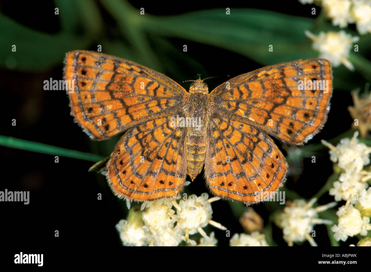 Fatal Metalmark Calephelis nemesis San Jose de Pima Sonora Mexico