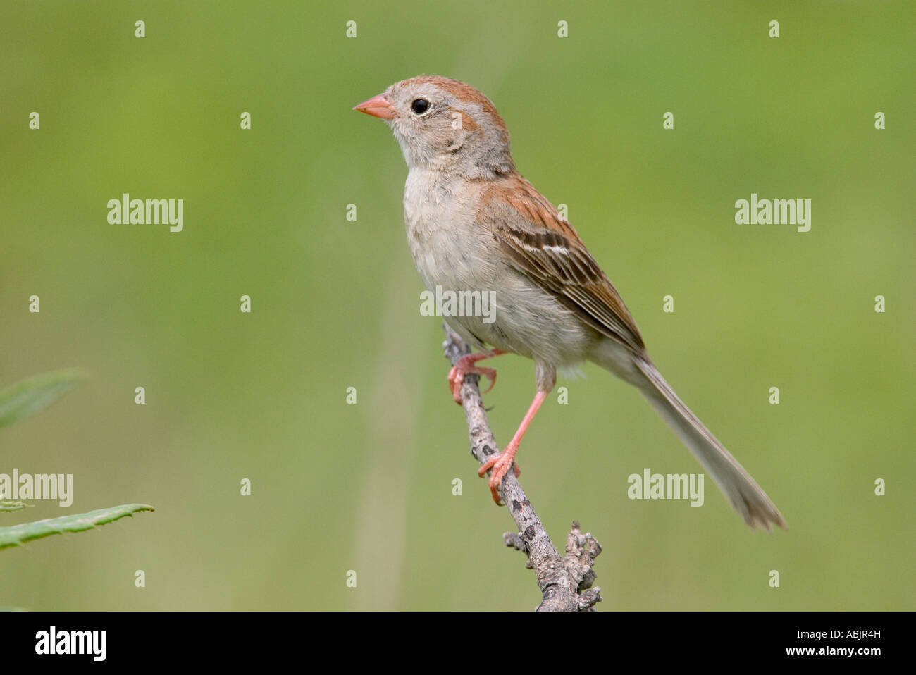 Field Sparrow Spizella pusilla Tall Grass Prairie Preserve Pawhaska ...