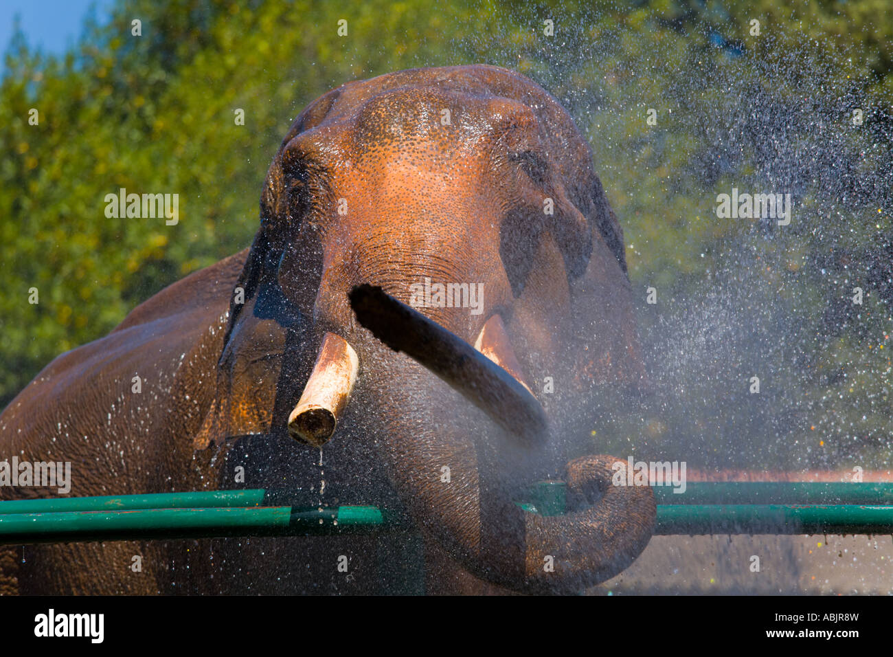 Cleaning elephant, Safari site on Brioni islands, Veliki Brijun, Croatia Stock Photo