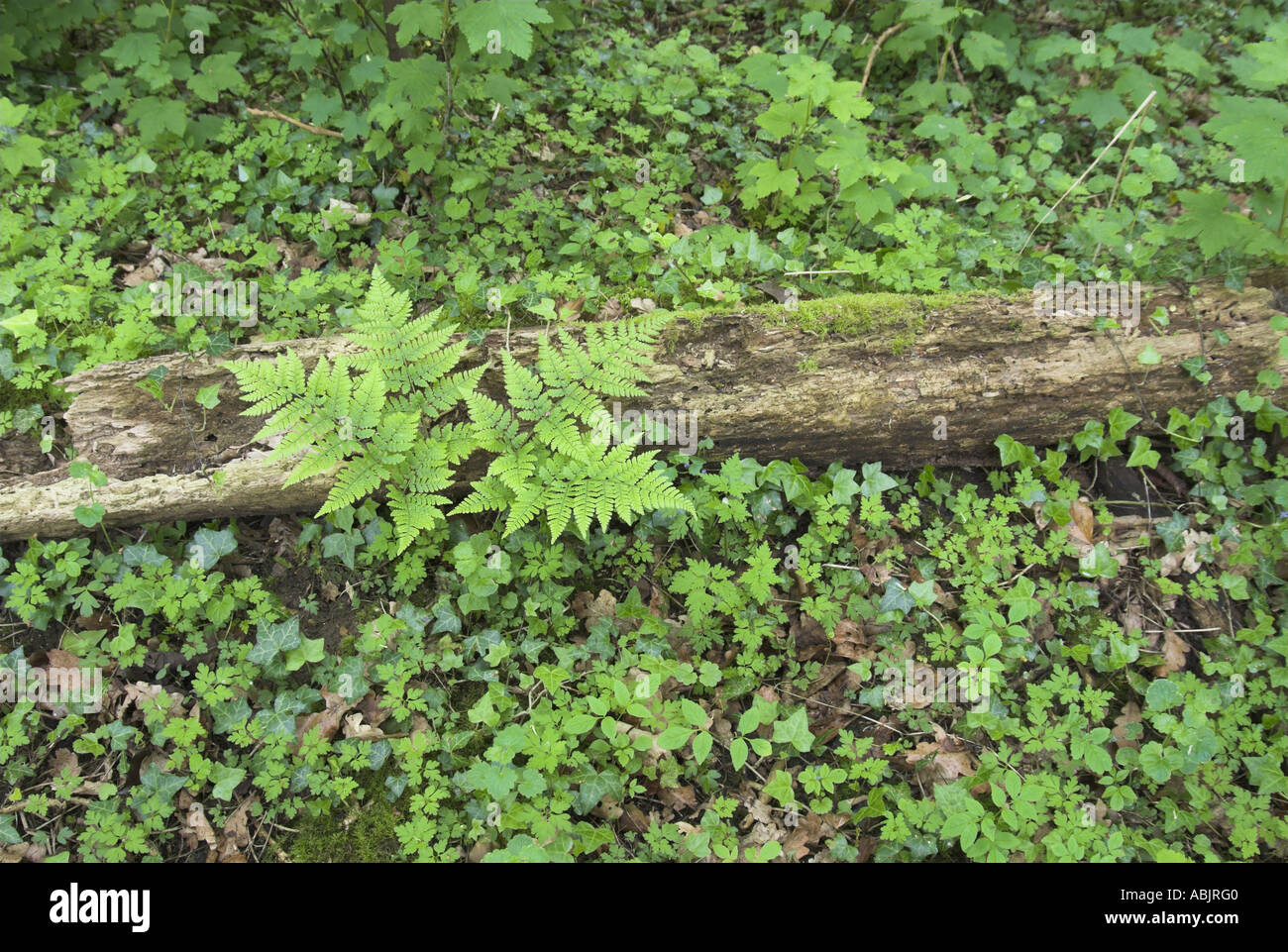 Woodland lady fern hi-res stock photography and images - Alamy