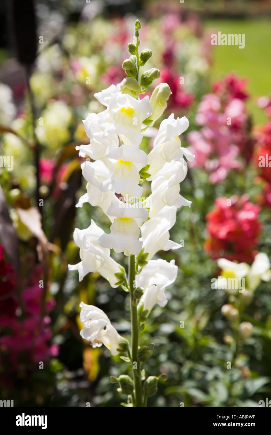 White snapdragon flower Antirrhinum majus Wales UK Stock Photo
