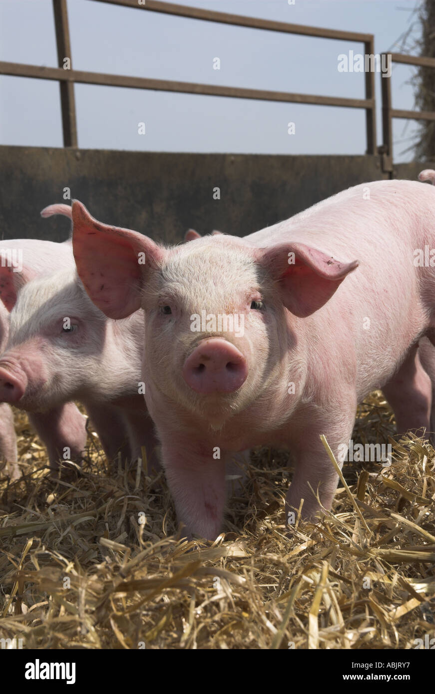 Weaner pigs small pig rearing unit Norfolk UK Stock Photo - Alamy