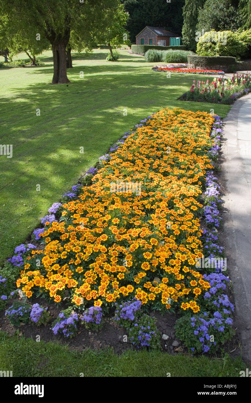 Flower Bed Of French Marigolds In Public Park Wales Uk Stock Photo Alamy