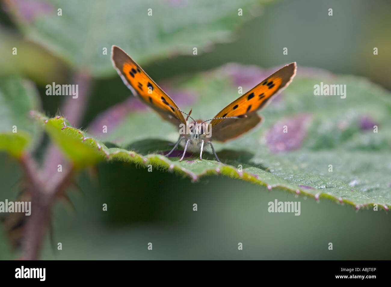 Small Copper butterfly Lycaena phlaeus Stock Photo