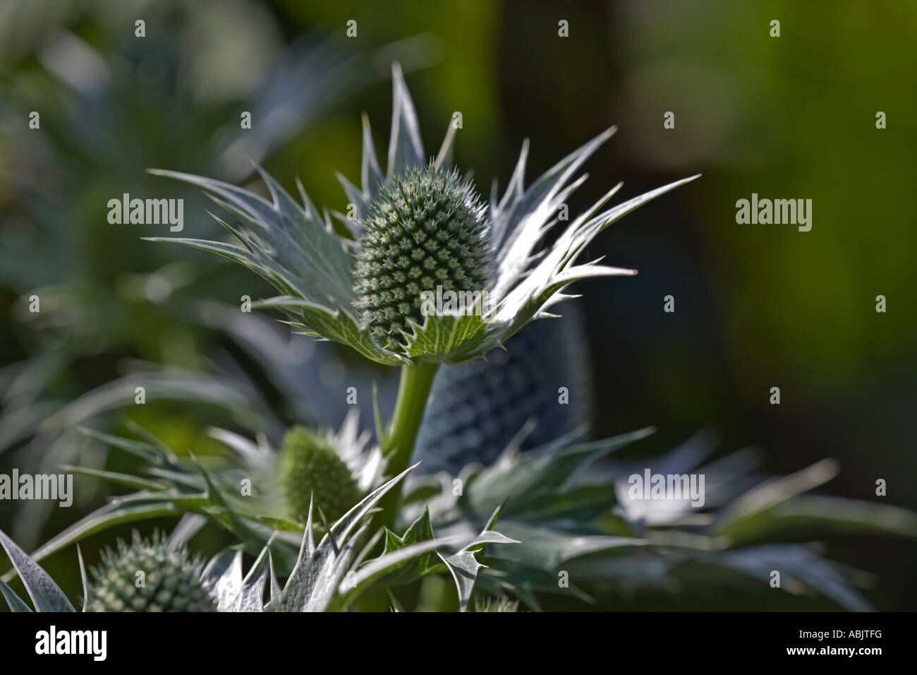 Eryngium giganteum Miss Willmott s Ghost Stock Photo Alamy