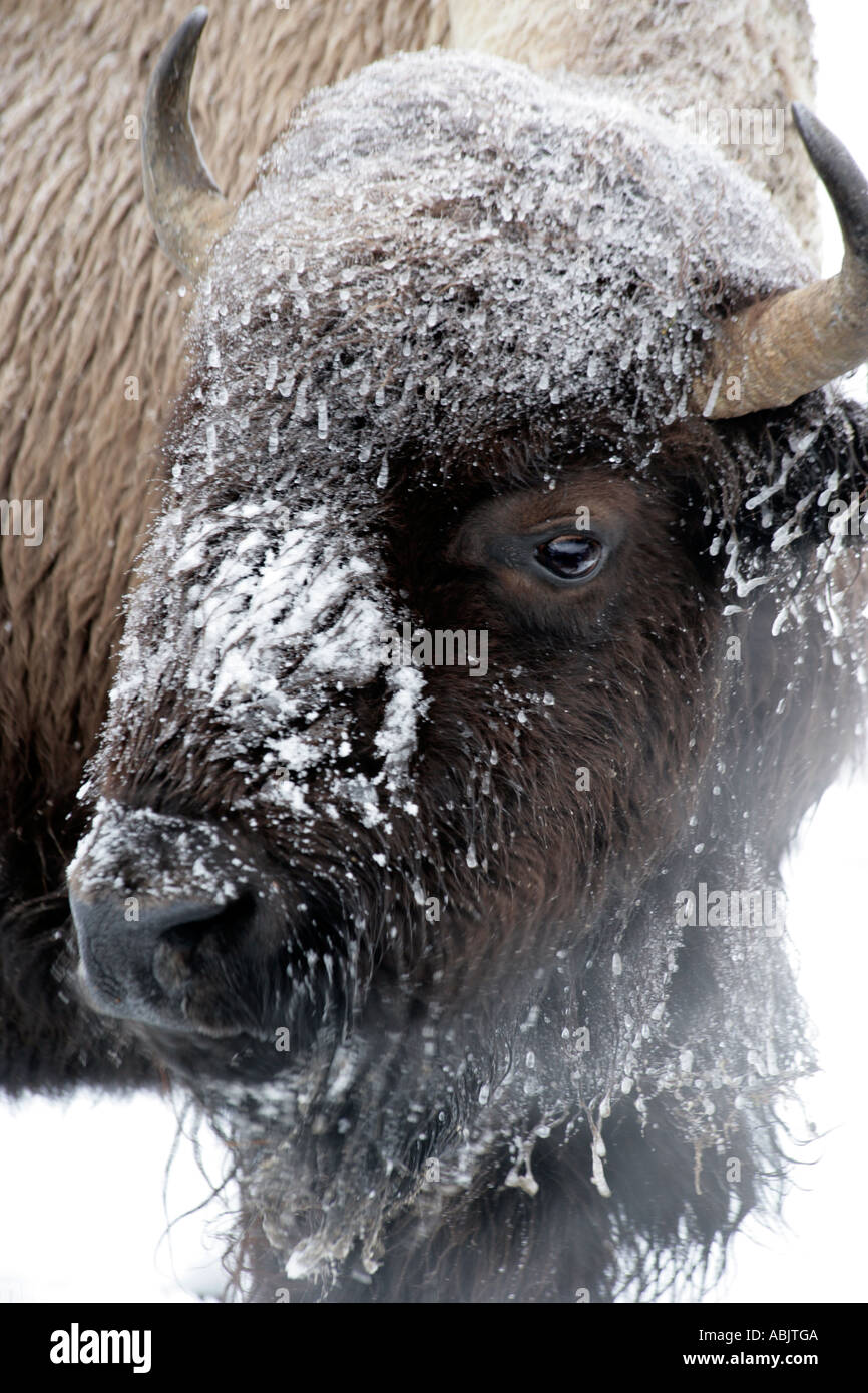 Bison breath breathing hi-res stock photography and images - Alamy