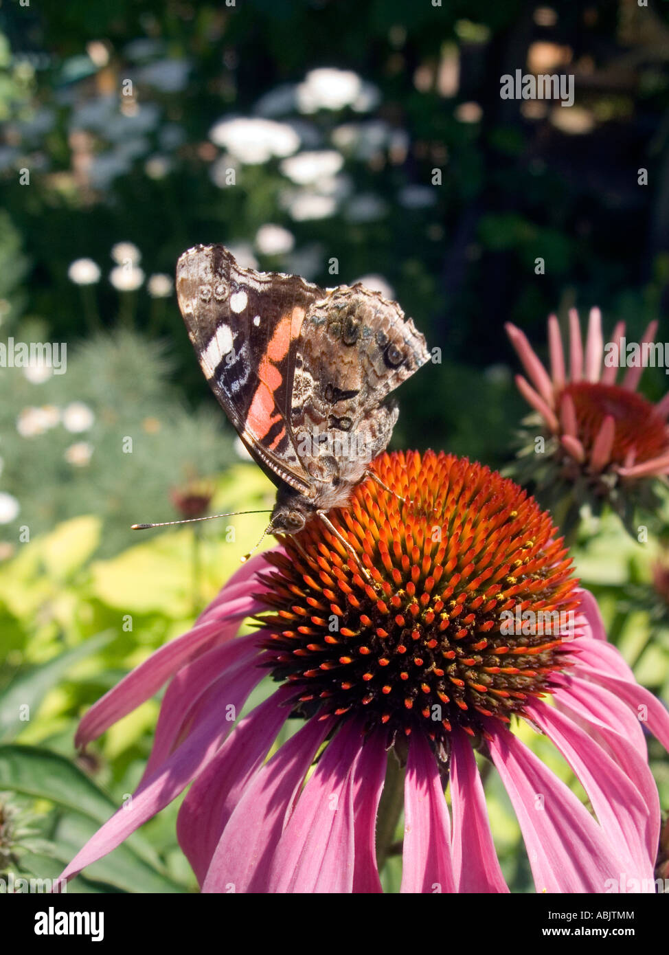 An echinacea plant Purple Coneflower in a community garden Stock Photo