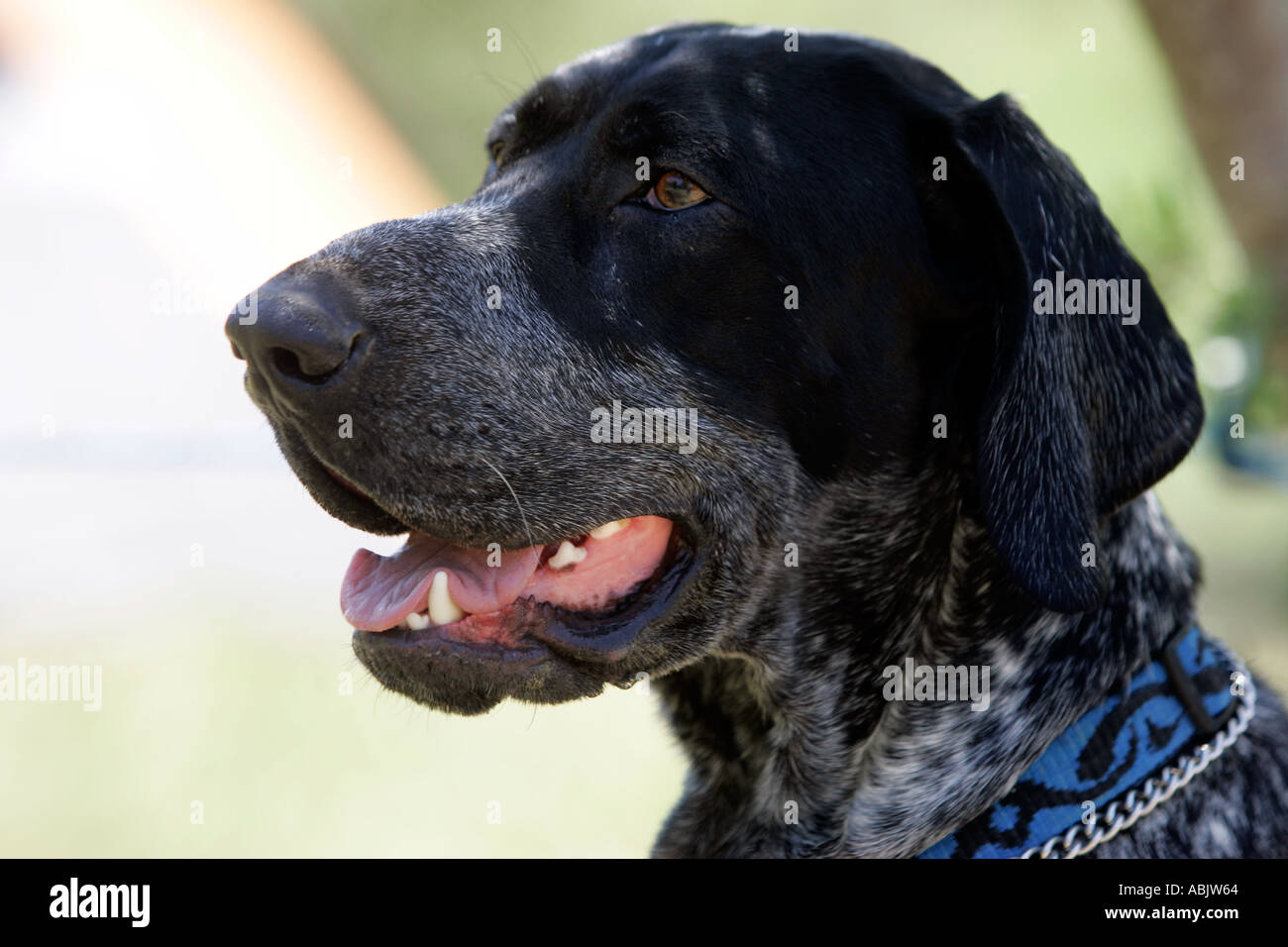 german short haired hunting dog Stock Photo - Alamy