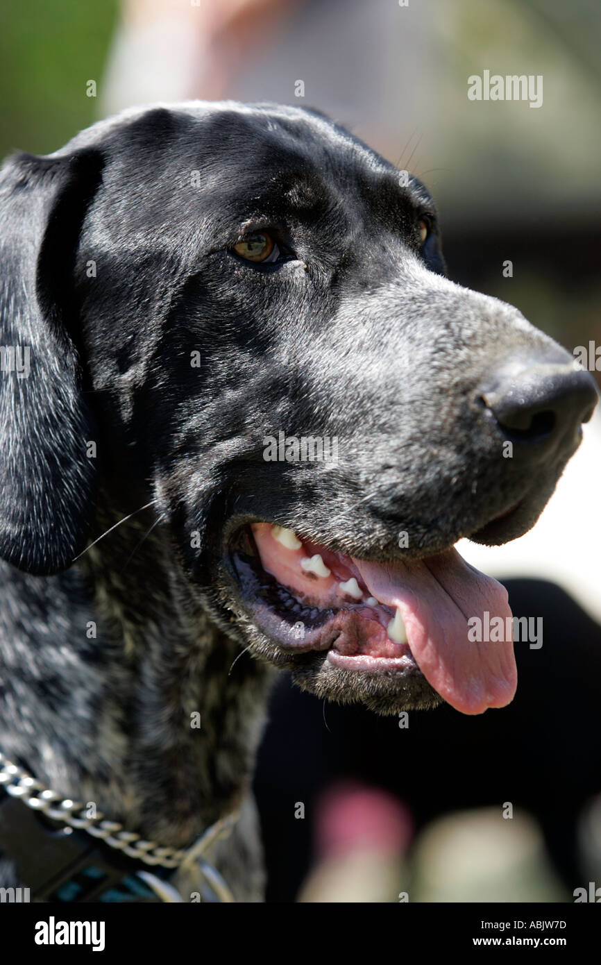 german short haired hunting dog Stock Photo Alamy