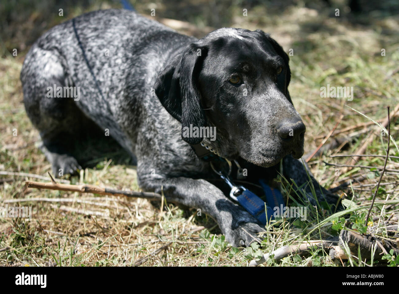 German Short Haired Hunting Dog Stock Photo 4215167 Alamy