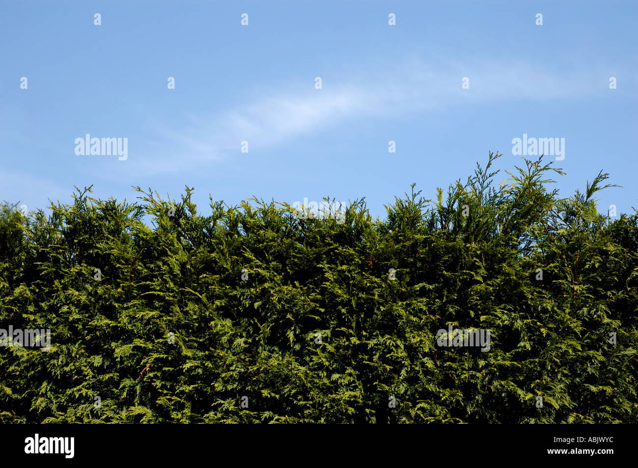 Hedge Stock Photo - Alamy