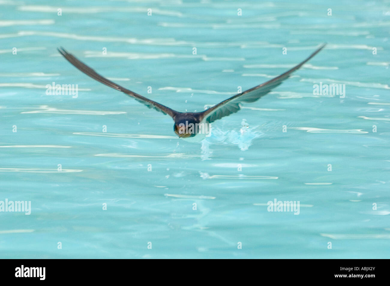 Swallow (Hirundo rustica) Drinking On The Wing From A Swimming Pool Stock Photo