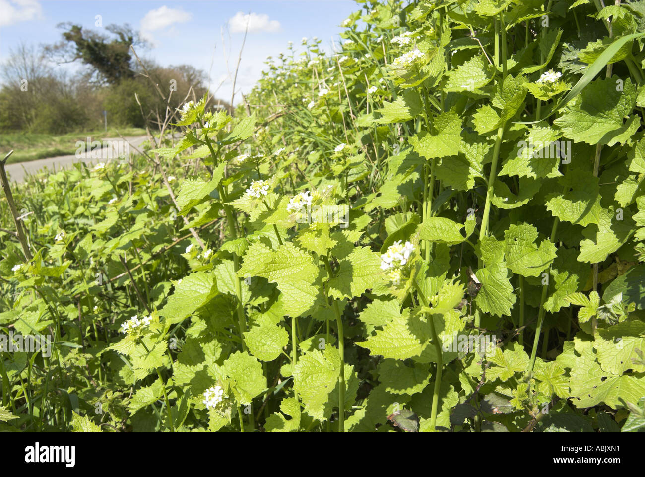 Garlic Mustard alliaria petiolata growing by roadside Norfolk Uk April