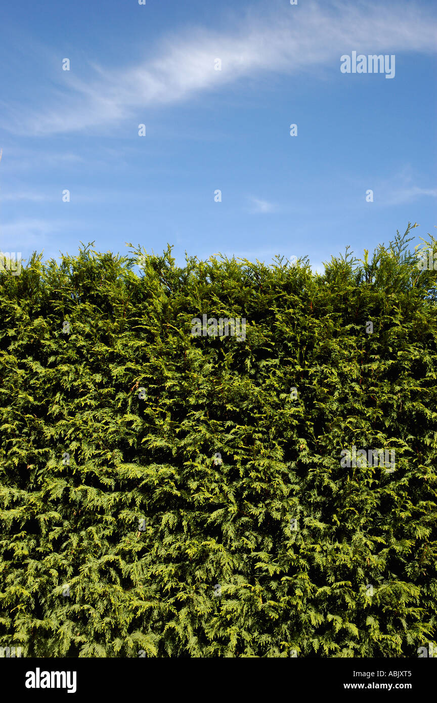 Hedge Stock Photo - Alamy