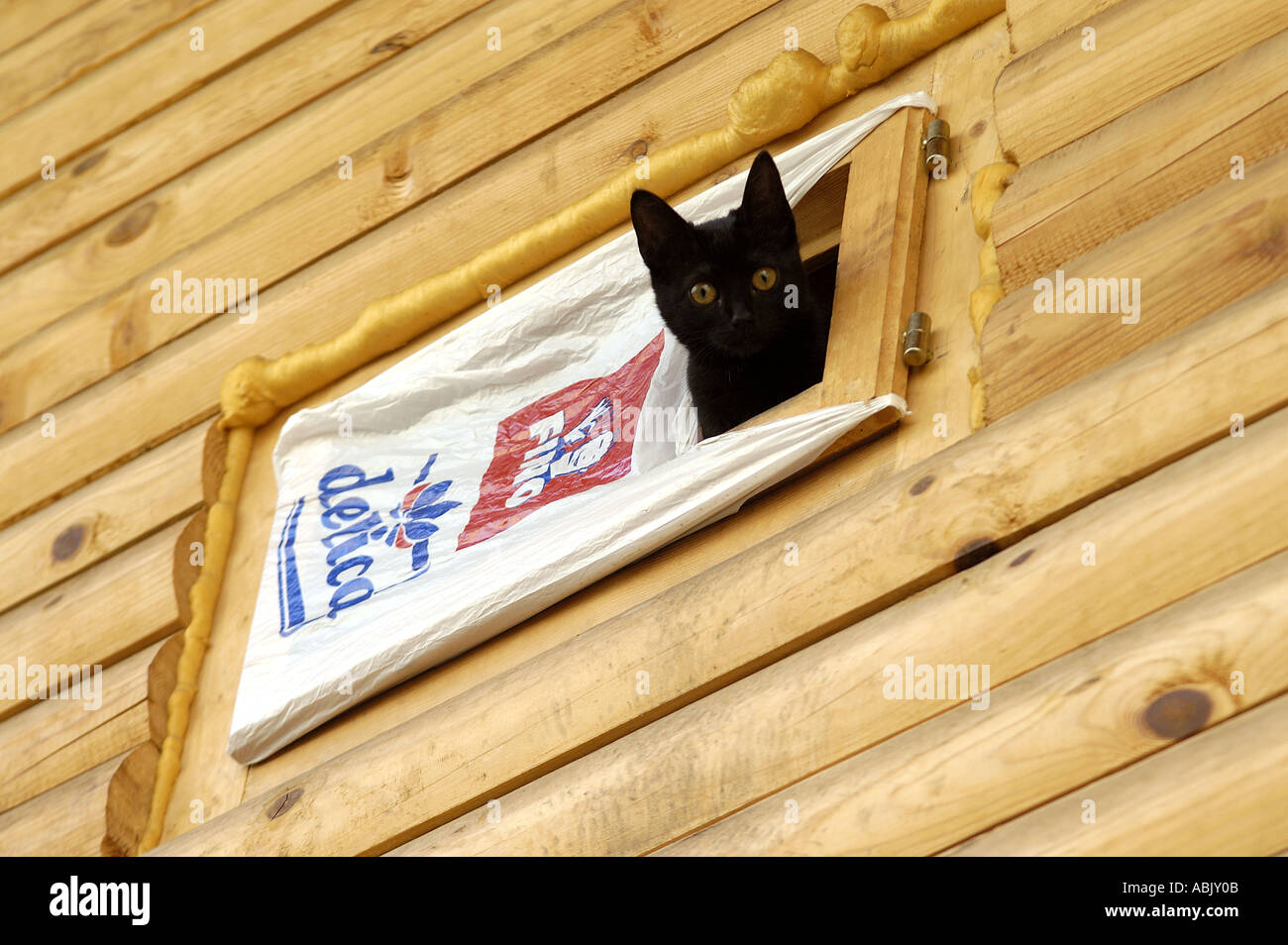 Black cat peeps from a little wooden window in a wooden house plastic