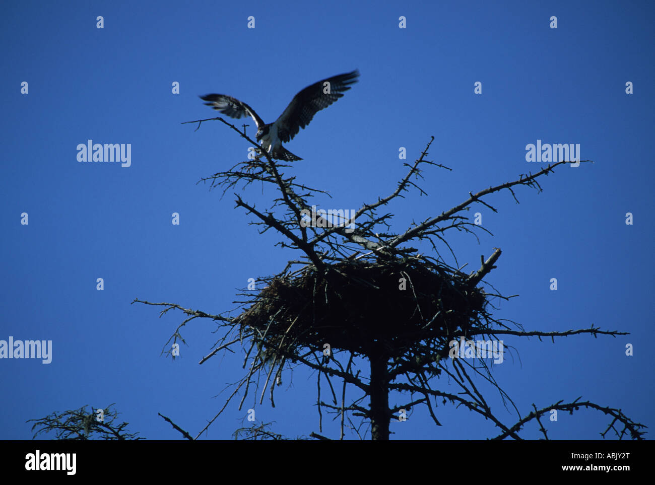Osprey leaving nest Stock Photo Alamy