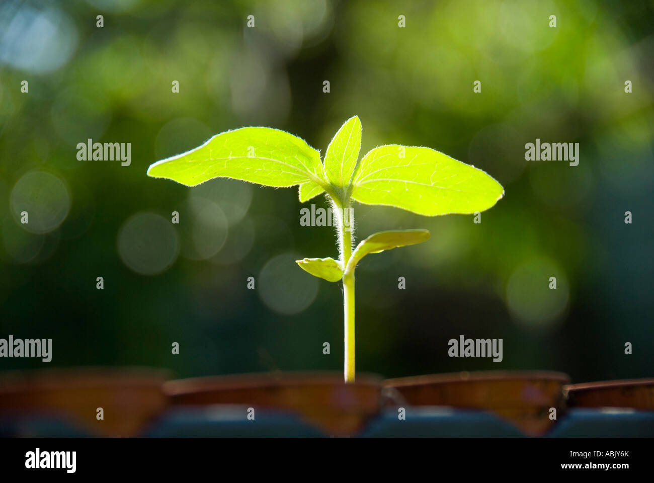Backlit Sunflower Seedling Sprouting Stock Photo